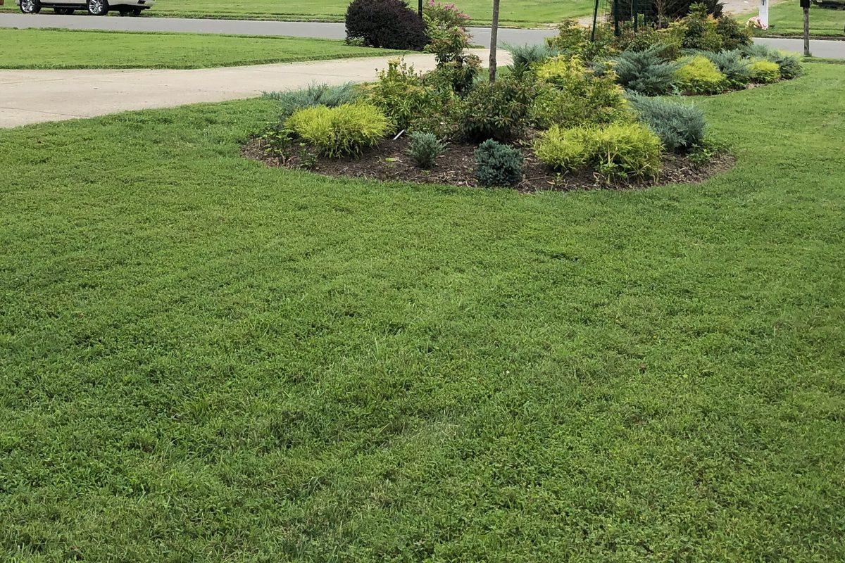 A mulched island bed of shrubs set in a mowed front lawn