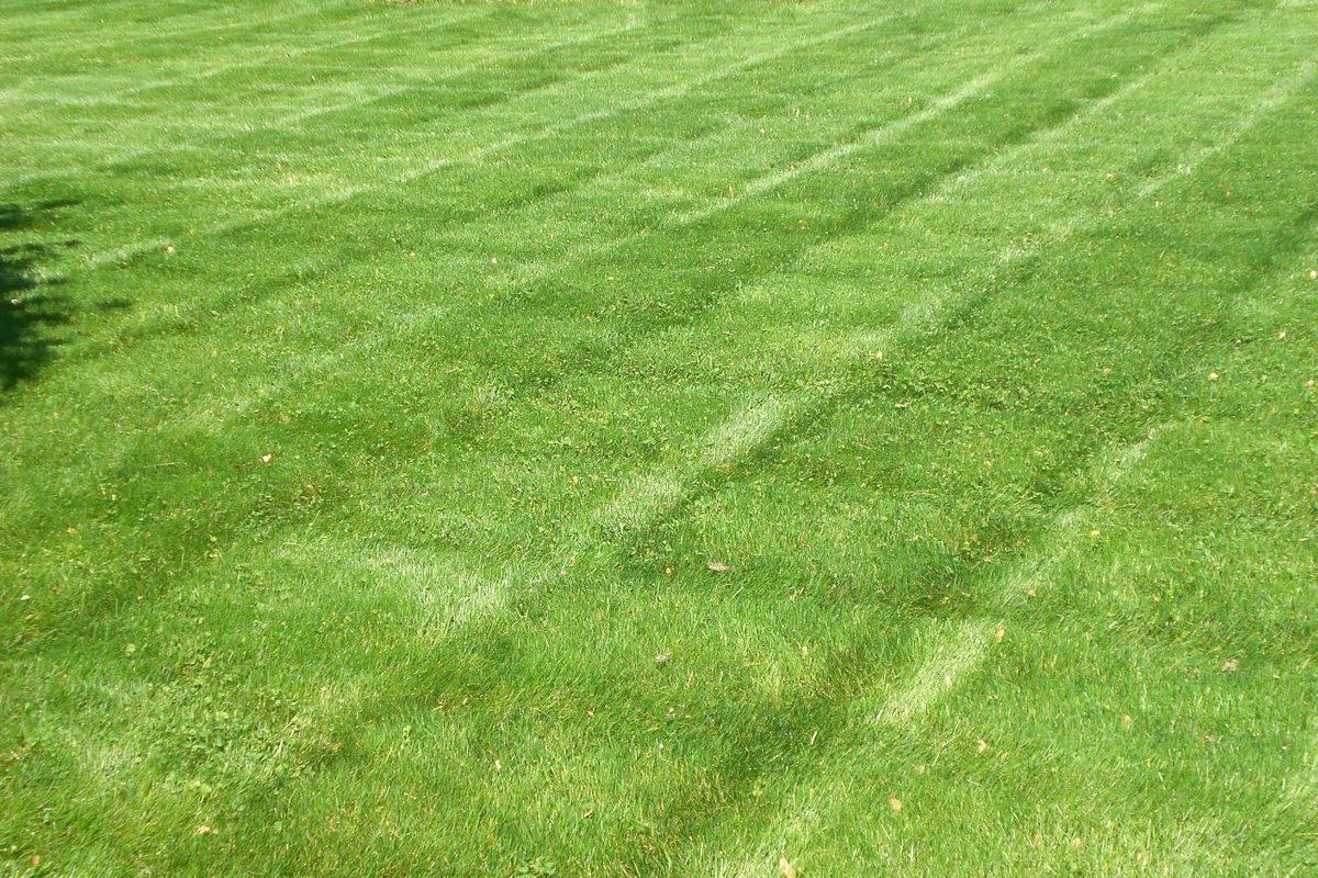 Freshly mowed lawn with light and dark stripes